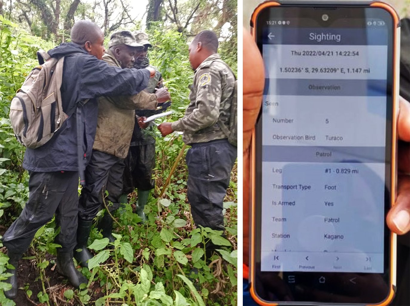 (Left) Trained rangers monitor gorilla families daily to deter illegal activities, and scientists and wildlife veterinary study the animals, treat injuries and work to prevent disease. (Right) The Spatial Monitoring and Reporting Tool (SMART), can be programmed to the specific needs of a species or landscape, incorporating protected area boundaries, wildlife corridors, patrol routes and so much more. It catalogues wildlife data, collectes evidence of poaching and other incursions, can build maps, has navigation capabilities, incorporates photos and organizes and analyzes data. Images by IGCP/Aimable Twahirwa / Mongabay