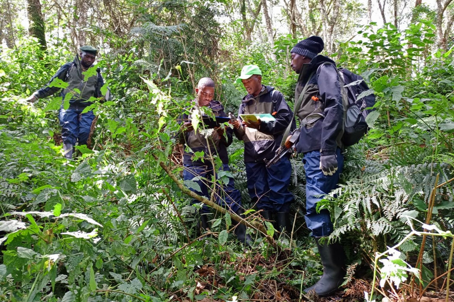At least 1,400 park rangers across three different parks in Rwanda, Uganda and DR Congo have been trained to use SMART technology. © IGCP/Aimable Twahirwa / Mongabay