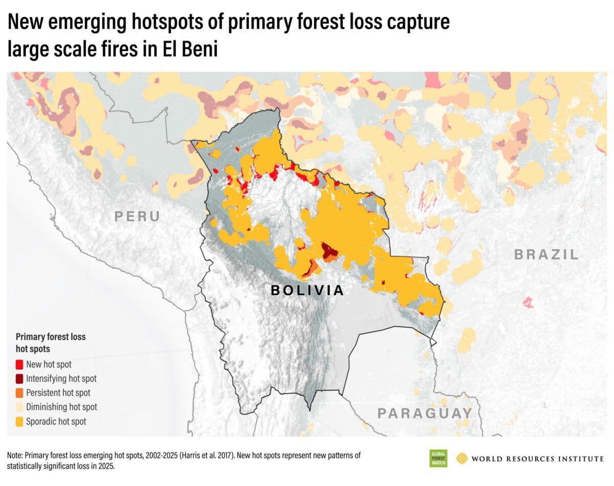 Bolivia recorded one of its highest levels of primary forest loss on record after severe fires in 2024. It now ranks second globally for tropical primary forest loss despite having far less forest than the Democratic Republic of the Congo. Much of this loss stems from a combination of fire and agricultural expansion, including cattle and soy.