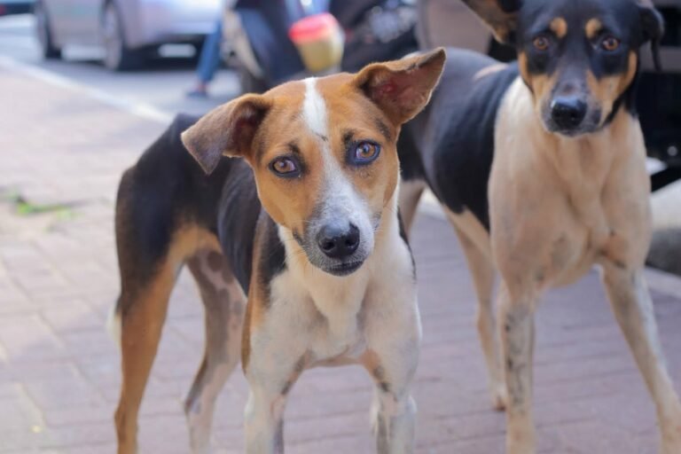 6 A pair of Sri Lankan stray dogs