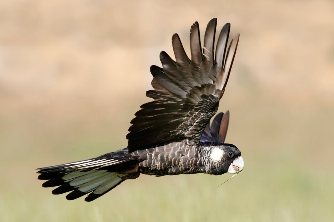 Baudin’s black cockatoo flying