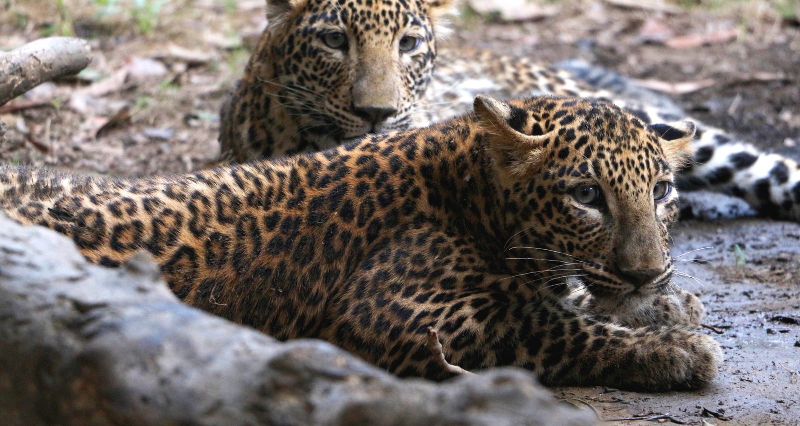 Leopards in the Central Zoo in Kathmandu.