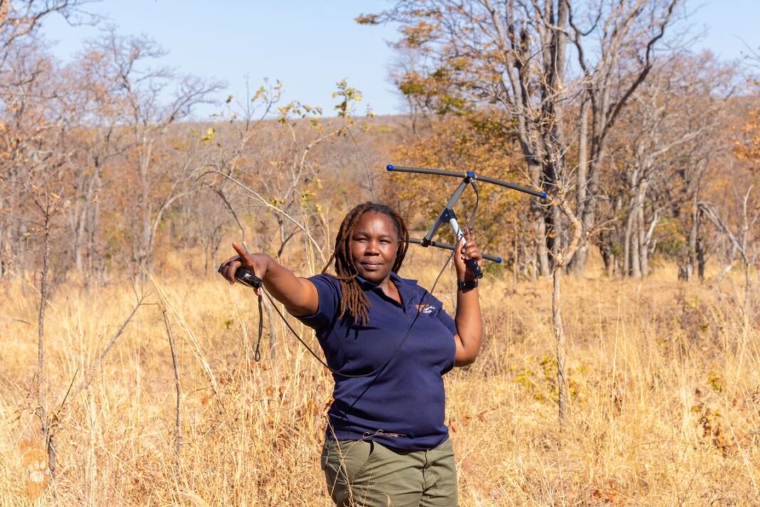 Moreangels Mbizah tracking lions in Chizarira National Park, Zimbabwe. Image courtesy of the Whitley Foundation.