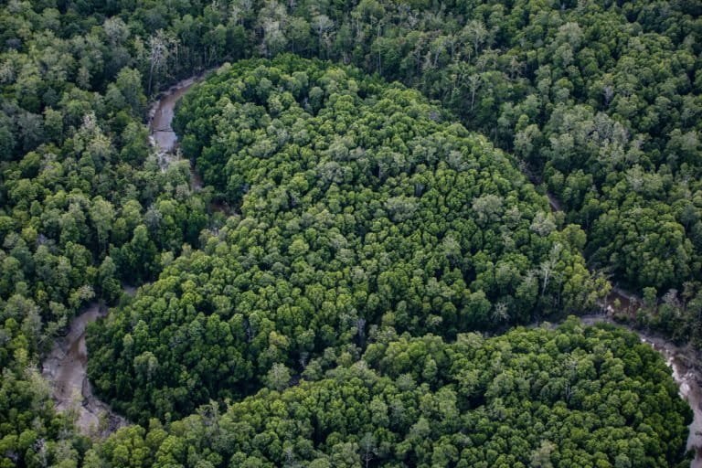 Rainforest in Boven Digoel. Image by Ulet Ifansasti for Greenpeace.