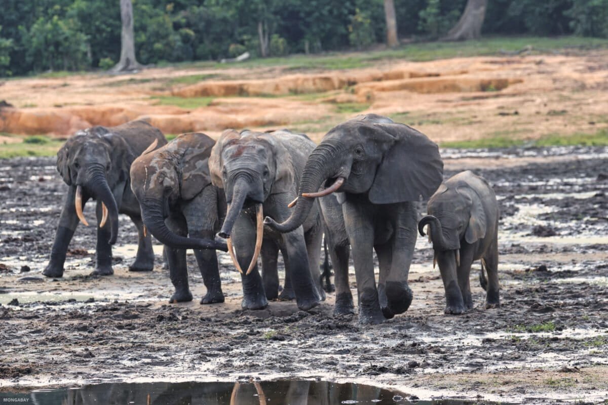 Forest elephants gather in the Dzanga Bai forest clearing. According to researchers, they are drawn to mineral-rich soils, and at times, more than 200 individuals assemble here, making it one of the few places on Earth where this elusive and endangered species can be observed in large numbers. Image courtesy of Rhett Butler, Mongabay.
