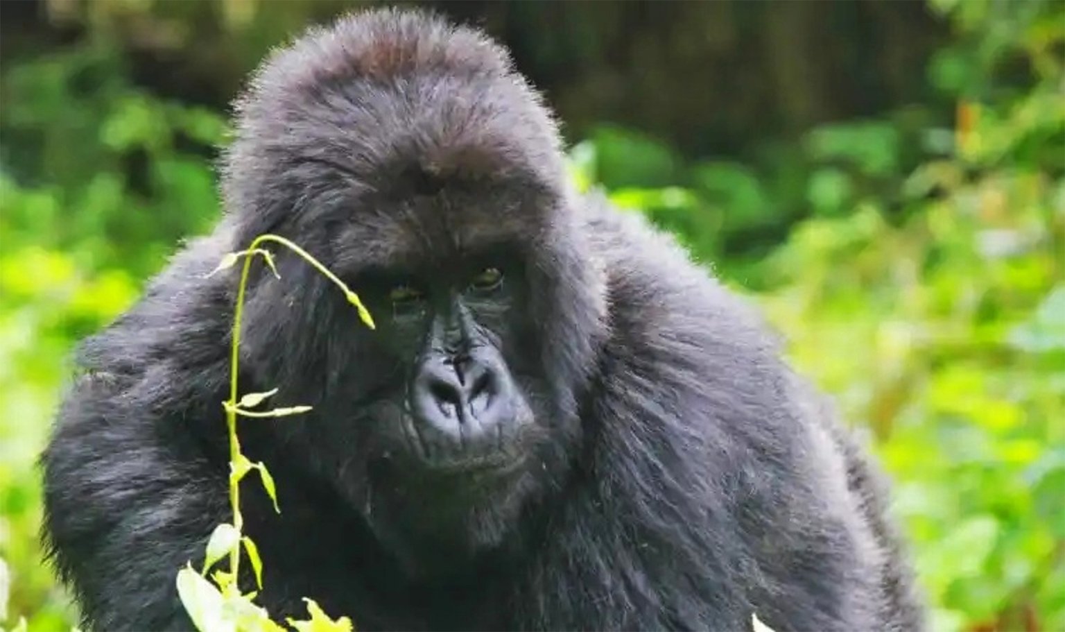 An adult mountain gorilla. 