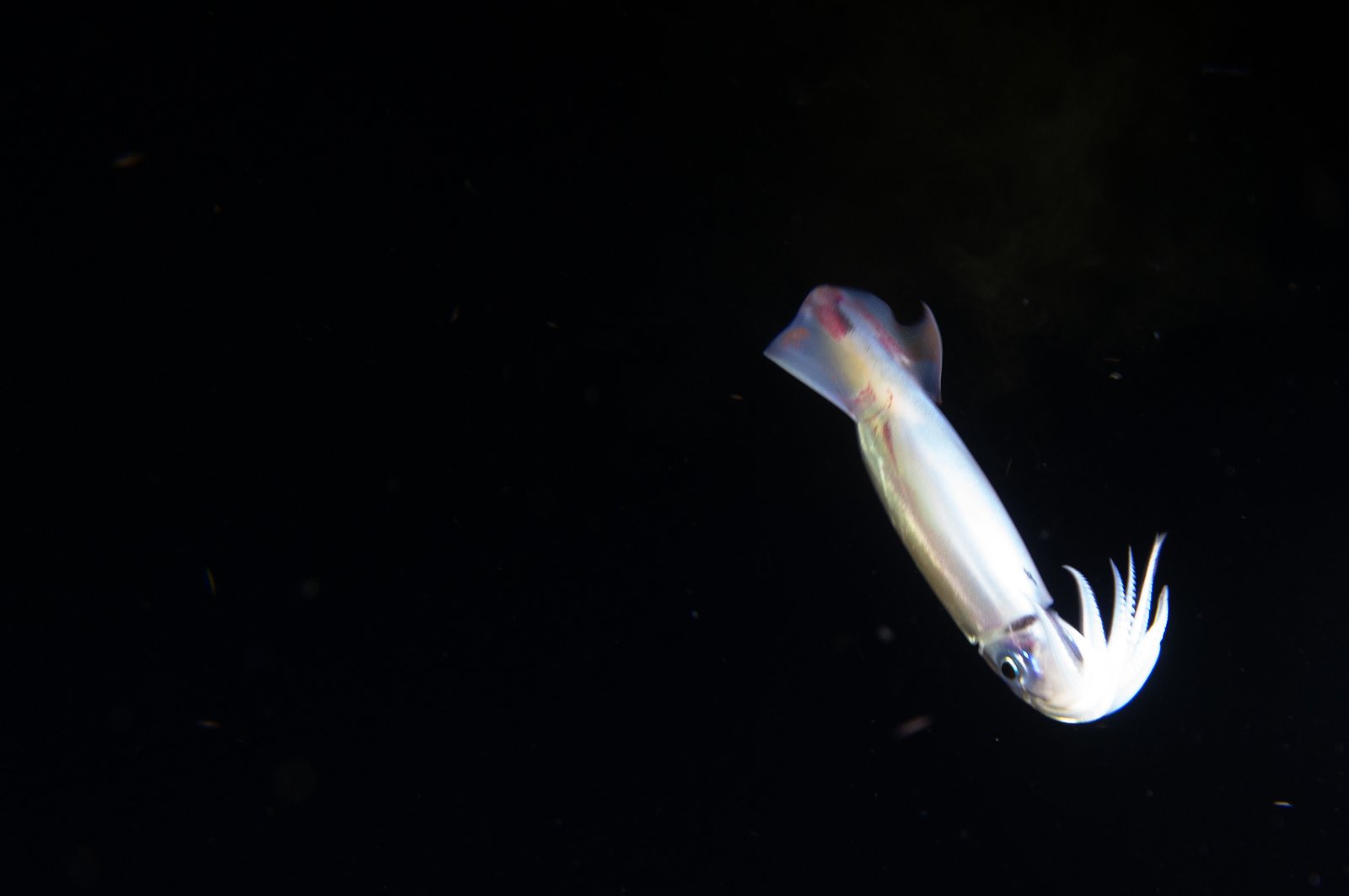 Neon flying squid (Ommastrephes bartramii). 