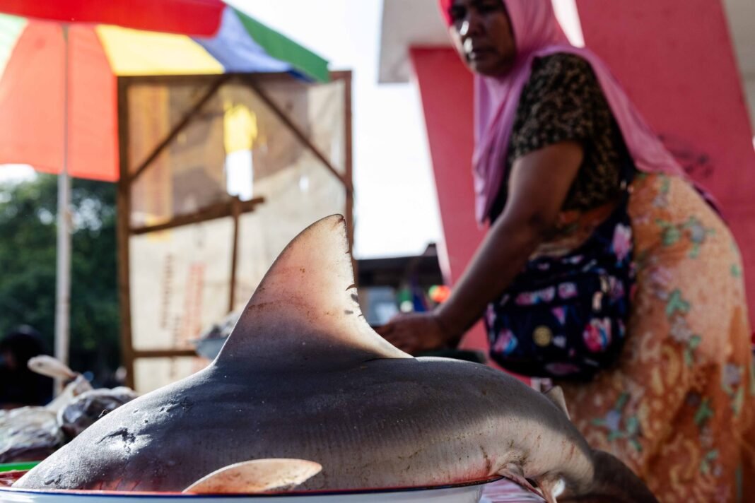 A freshly-caught shark on display for sale at a traditional market in Tanjung Luar, February 21, 2025.