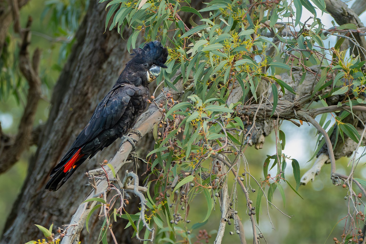 A red-tailed black cockatoo in a Eucalyptus tree.