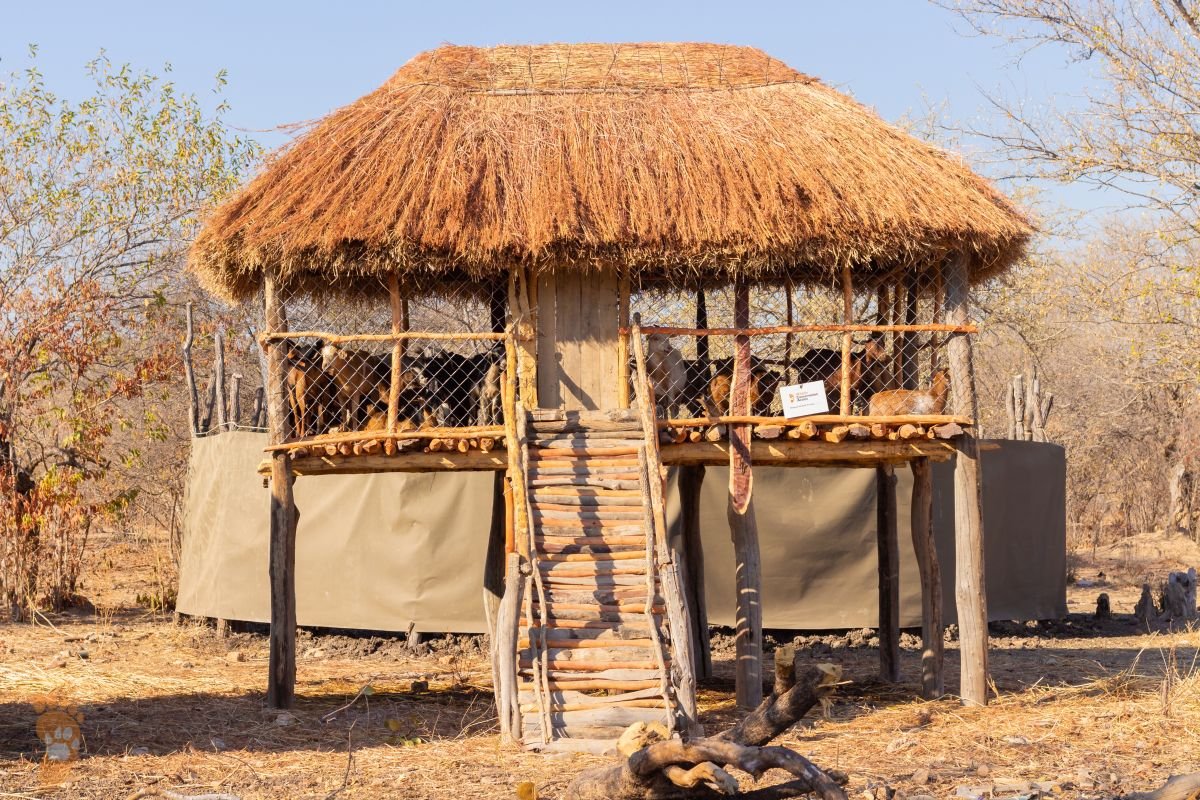 a Moreangels Mbizah 2026 Zimbabwe Raised Kraal With Goats Inside Terrestrial 01 scaled 1