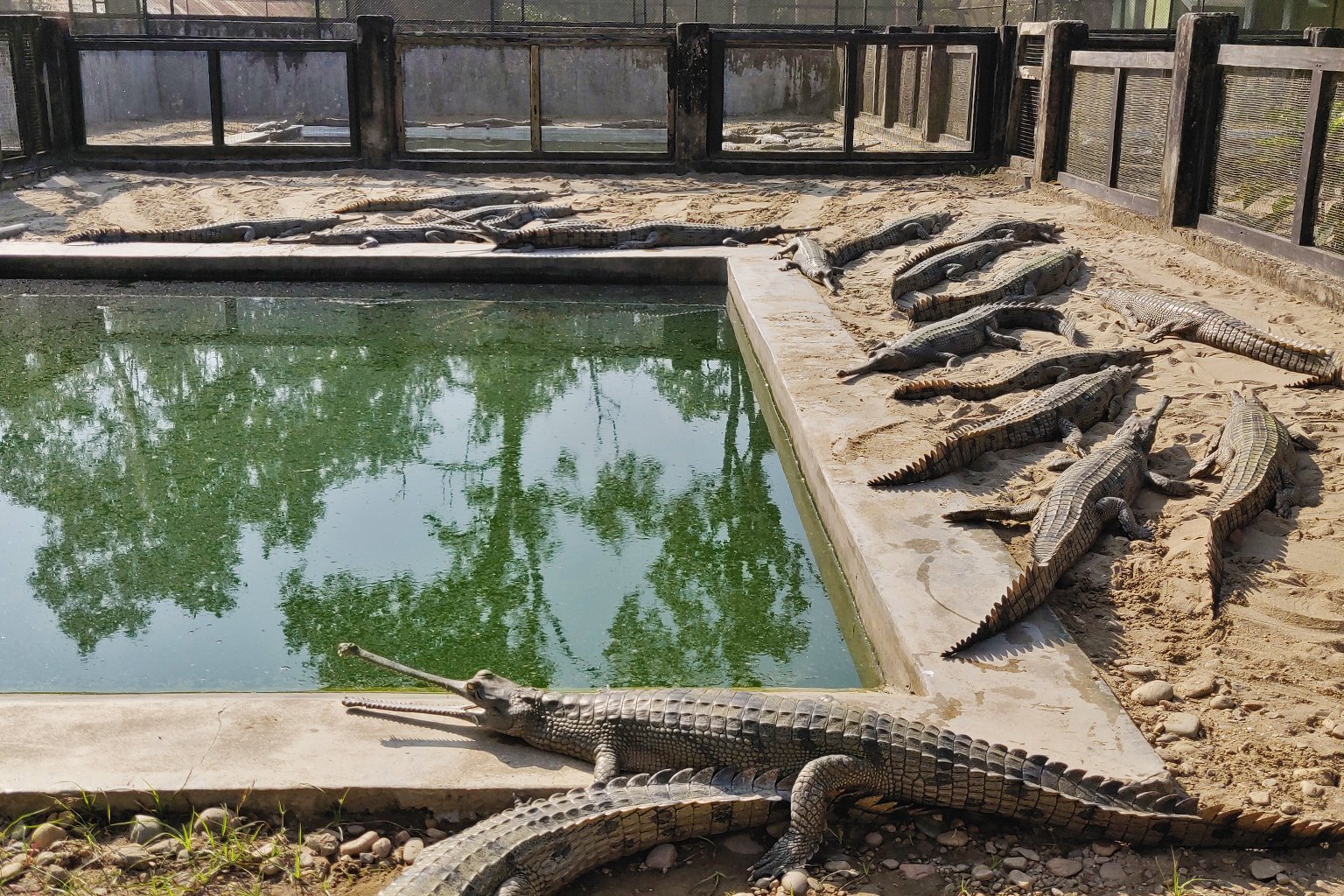 Gharials in the government-run Gharial Breeding Center in Chitwan National Park.