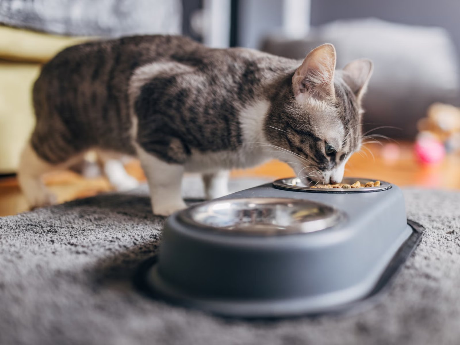 A research review found that keeping your cat at home is much safer for your cat