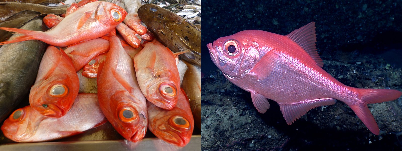 Splendid alfonsino (Beryx splendens). 