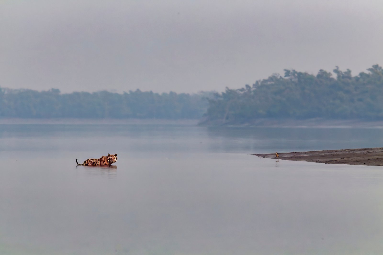 The world’s great deltas are sinking — and with them, a global food system 4 The Sundarbans mangrove forest, located in the Ganga Delta, is a stronghold of endangered Bengal tigers (Panthera tigris)