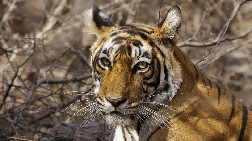 Facebook is a hub for illegal wildlife trade, and that’s