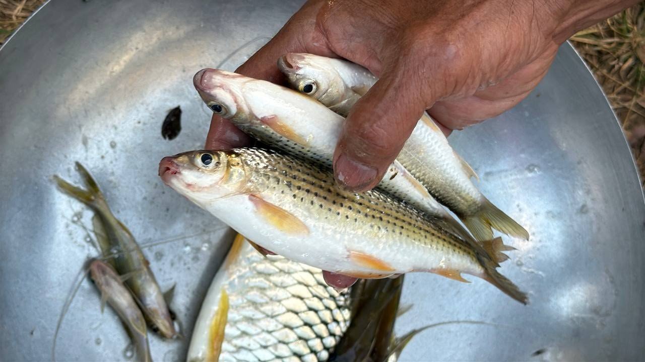 IFReDI posted on their official Facebook page detailing the tests conducted on water, fish and sediment from the O'Ta Bouk River, but to date, the results remain unpublished. Photo sourced from IFReDI's Facebook.