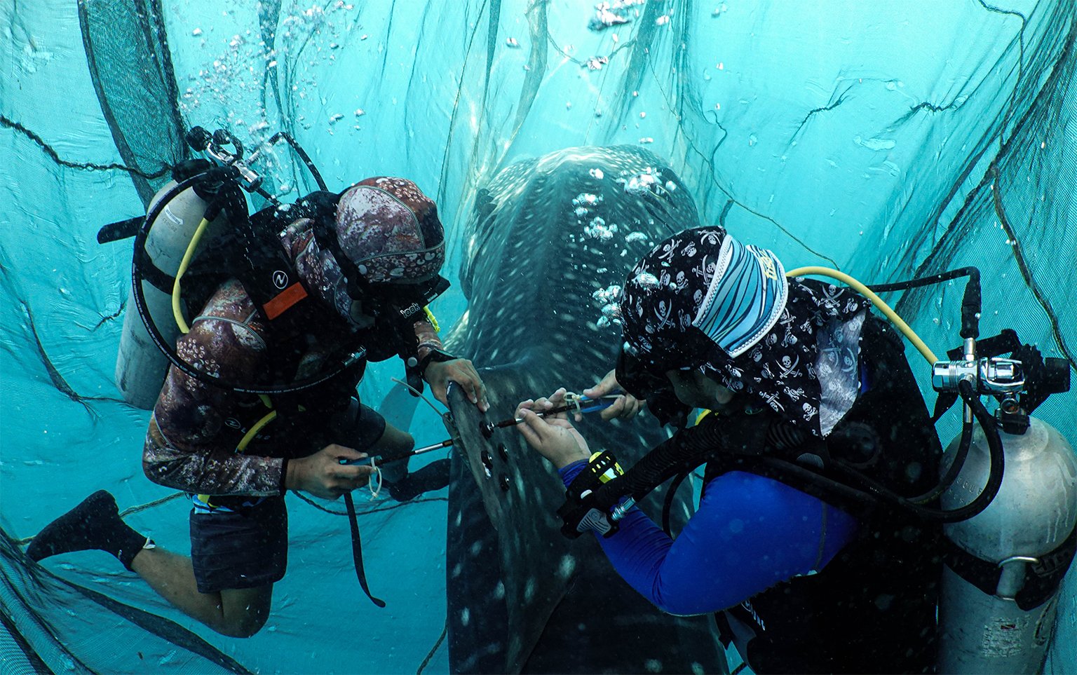 Scientists from Konservasi International satellite tagging a whale shark.