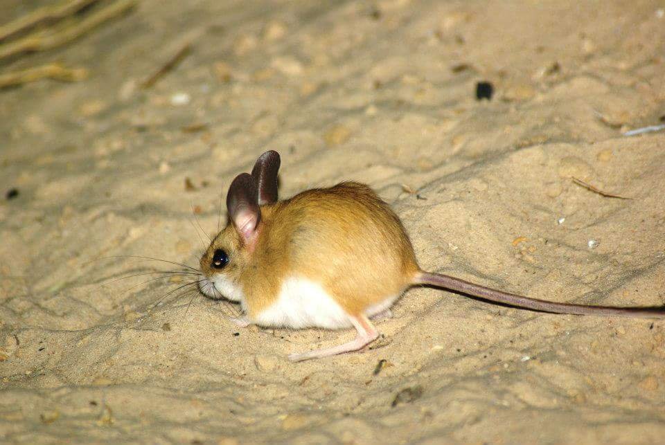 Study finds 40% of soil-dependent species threatened or data deficient