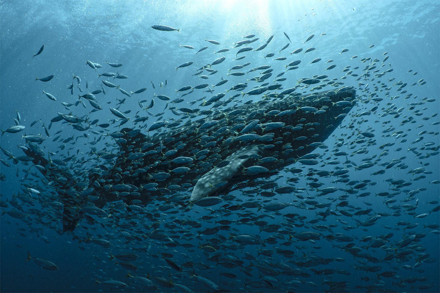 The whale sharks, which follow the small fish, have learned to gather around bagan fishing boats.