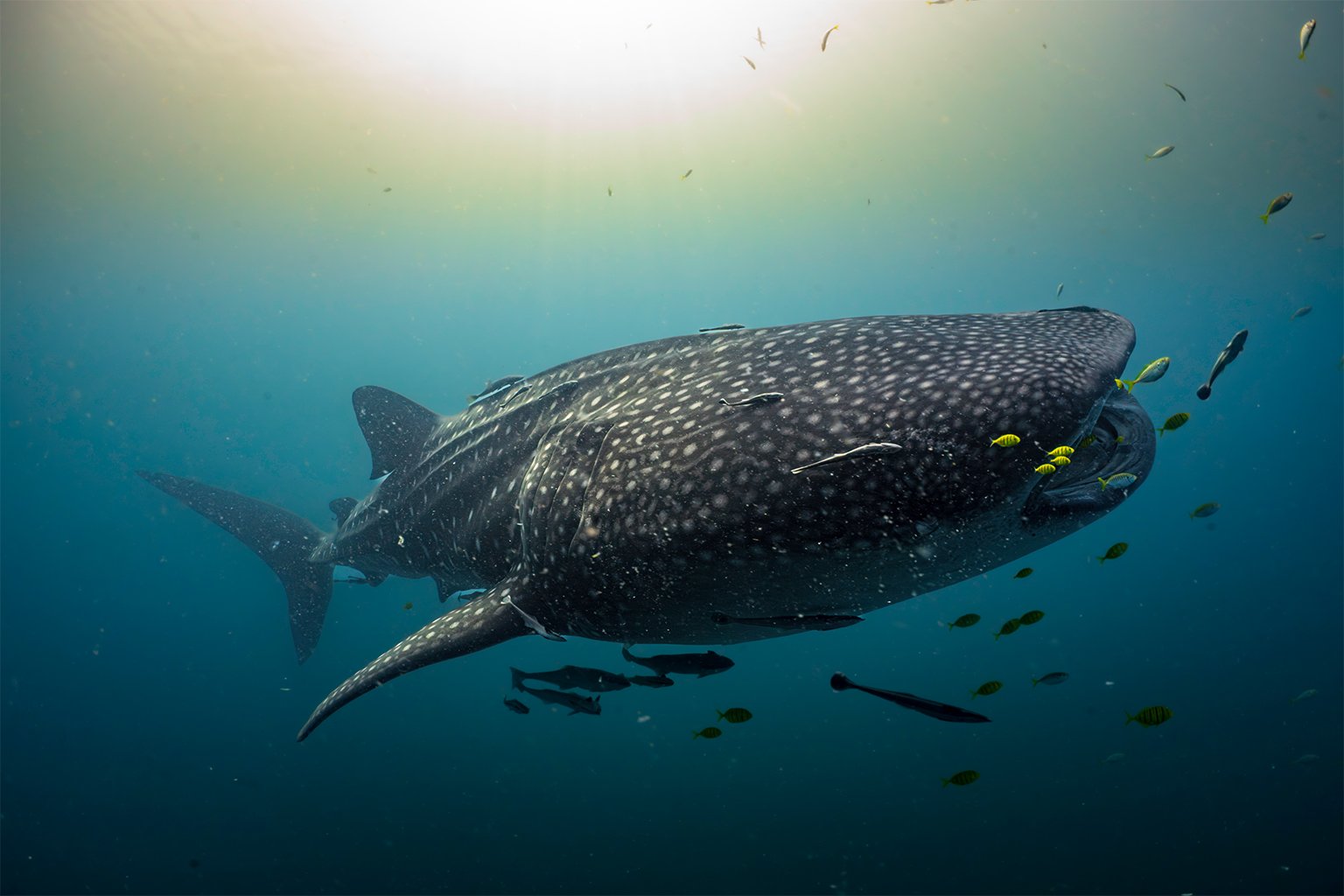 While 60% of the global population of whale sharks can be found in the Indo-Pacific, it can be difficult for researchers to study them because the species travel such long distances.