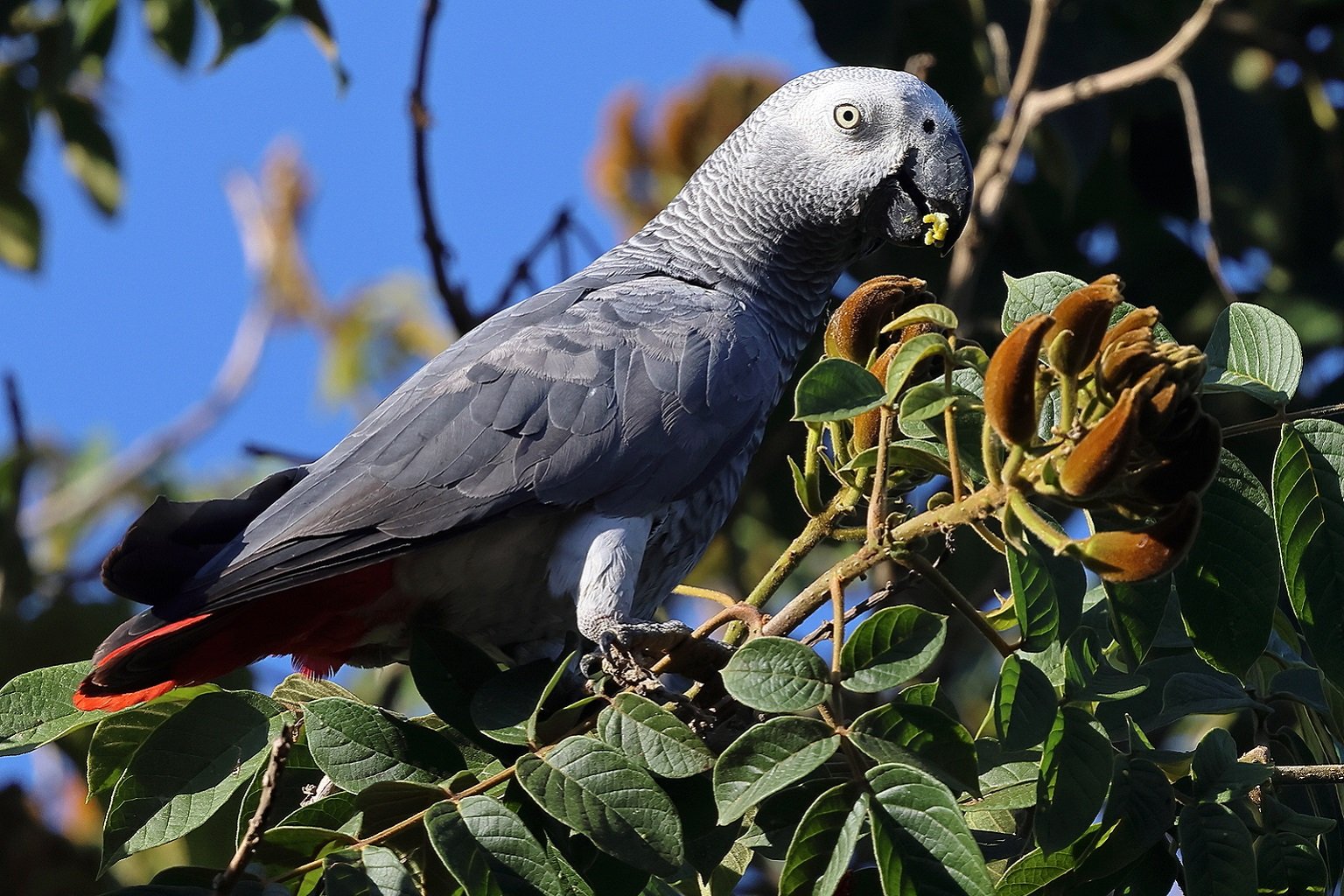 Facebook is a hub for illegal wildlife trade, and that’s by design, report says 5 Parrots are widely sold online on Facebook, including species such as the endangered African grey parrot, whose international trade is banned. Researchers found nearly 84% of ads involved animals whose international trade is prohibited.