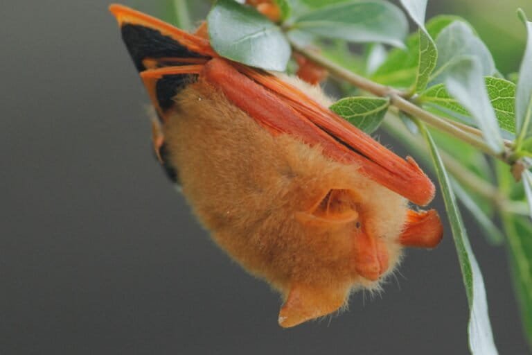 Facebook is a hub for illegal wildlife trade, and that’s by design, report says 2 Painted woolly bats are nocturnal and sparsely distributed in the landscape, roosting in small groups.