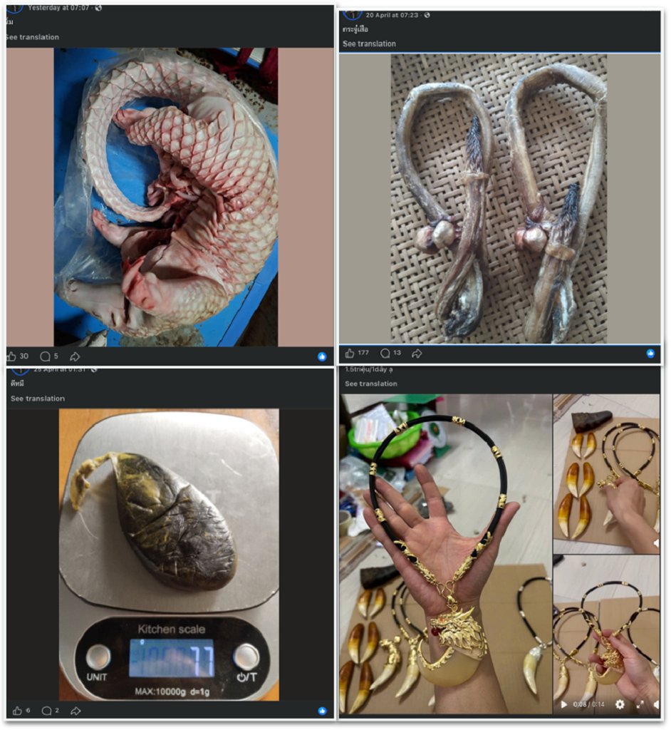 Facebook is a hub for illegal wildlife trade, and that’s by design, report says 3 Illegal wildlife products, such as tiger claws, tiger penises, bear gall bladder and pangolin meat are openly posted on Facebook for sale, mostly from accounts in languages other than English. Only 12% of illegal wildlife trade-related posts are in English, the researchers found.