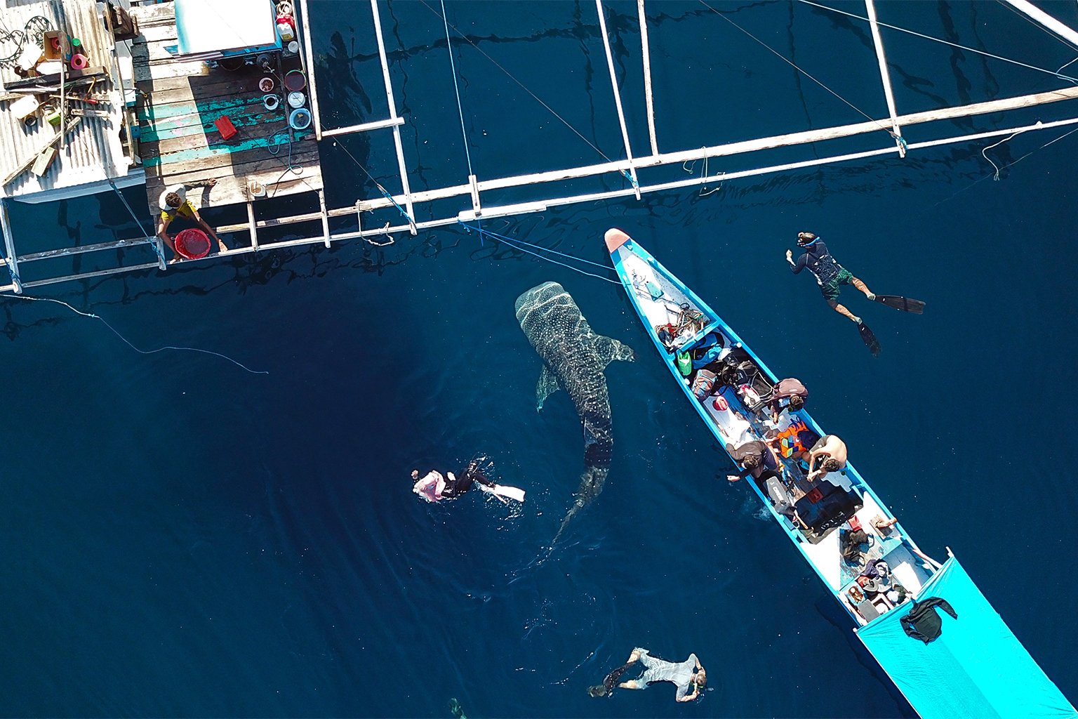 A whale shark and bagan fishers. 