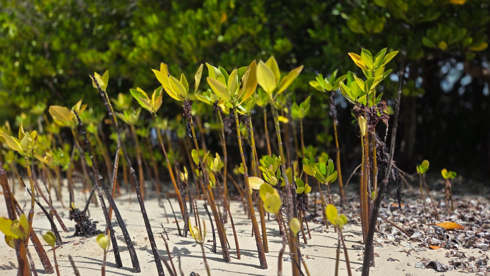 Members of the Mida Beach Management Unit (BMU) plant mangroves to help restore the Mida Creek ecosystem. Image by David Akana/Mongabay.