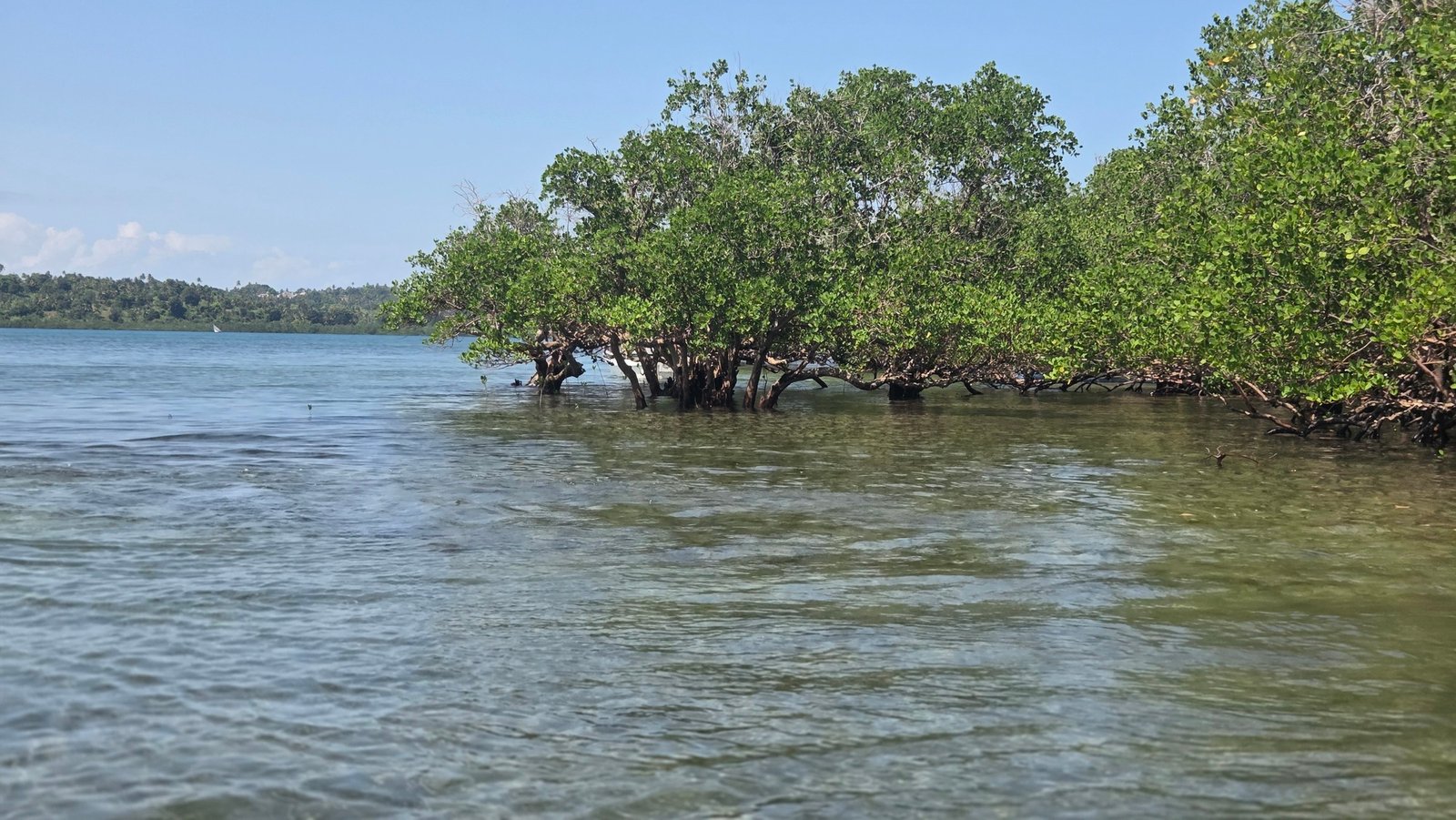 Much of Kenya’s coastline is lined with mangrove forests that serve as critical breeding and nursery grounds for fish. Local communities say that when mangroves disappear, fish populations decline as well. Image by David Akana/Mongabay.