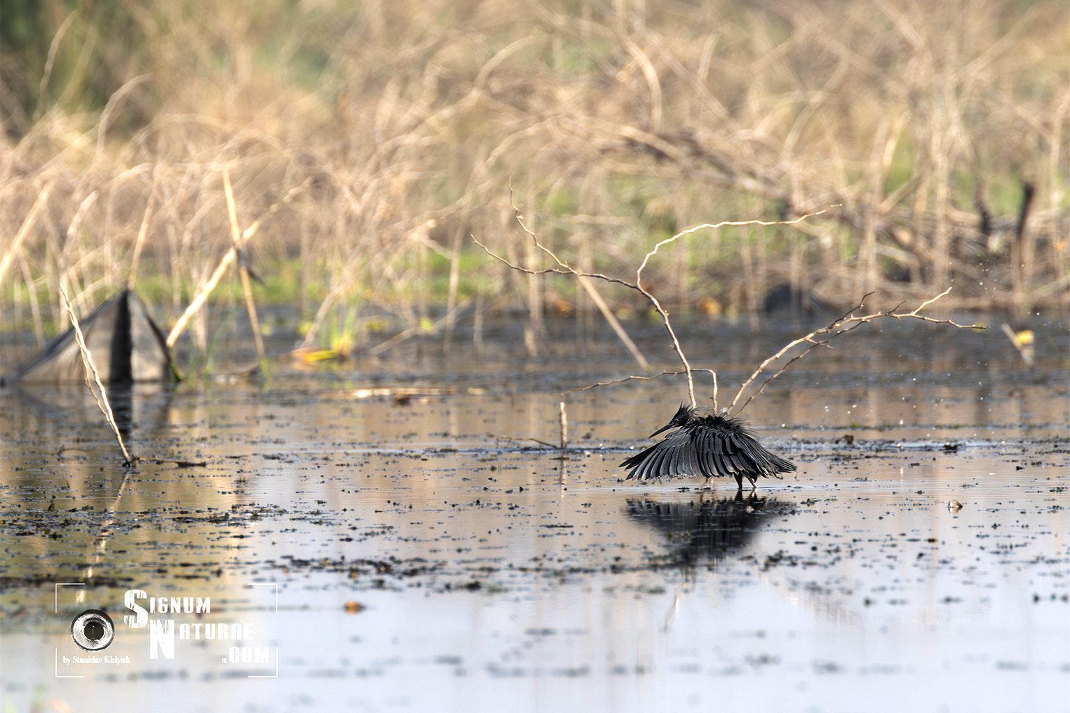 Three years after Cyclone Freddy, farms remain under water in Malawi’s Elephant Marsh 2 A black heron (Egretta ardesiaca): Elephant Marsh provides habitat for more than 100 species of waterbird. Image by Stanislav Kislyuk via iNaturalist (CC BY-NC 4.0)