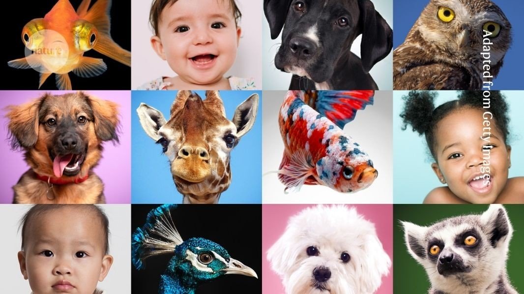 Can an army of babies and dogs rescue psychology from