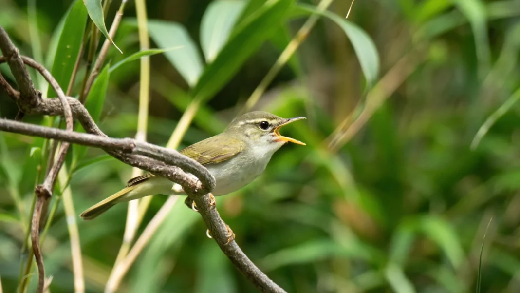 Hidden bird species discovered in Japan after DNA reveals a