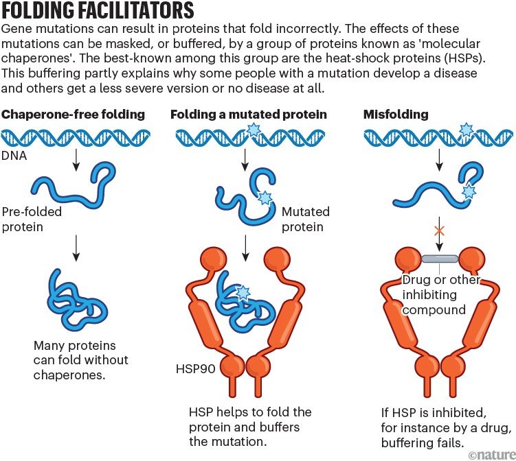 Folding facilitators: Three-panel diagram showing protein folding outcomes: normal folding without chaperones, correct folding of a mutated protein aided by HSP90 chaperone, and misfolding when the chaperone is inhibited by a drug.