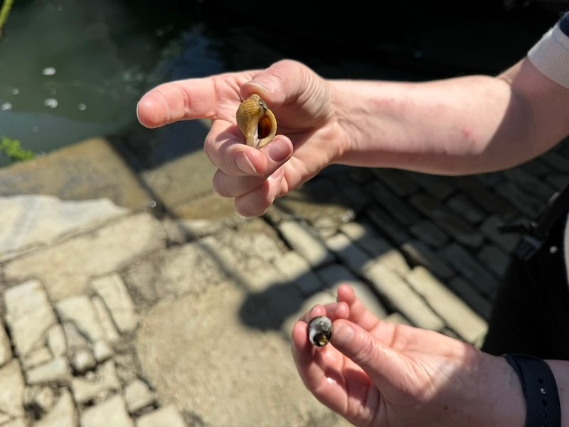Can coastal infrastructure be engineered to harbor marine life instead of harming it? 7 Scientist holding snails in each hand
