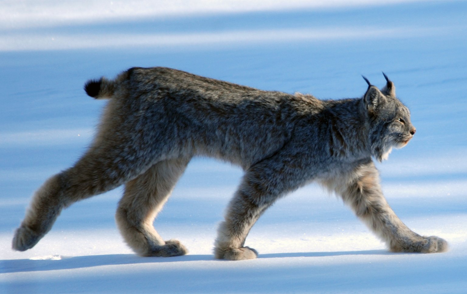 A Canadian lynx.