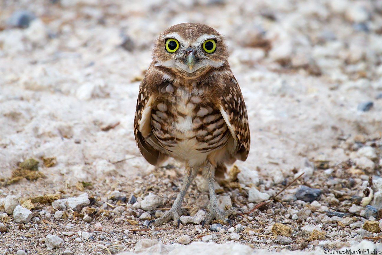 A burrowing owl in Mojave Desert. Image by James Marvin Phelps via Flickr (CC BY-NC 2.0).