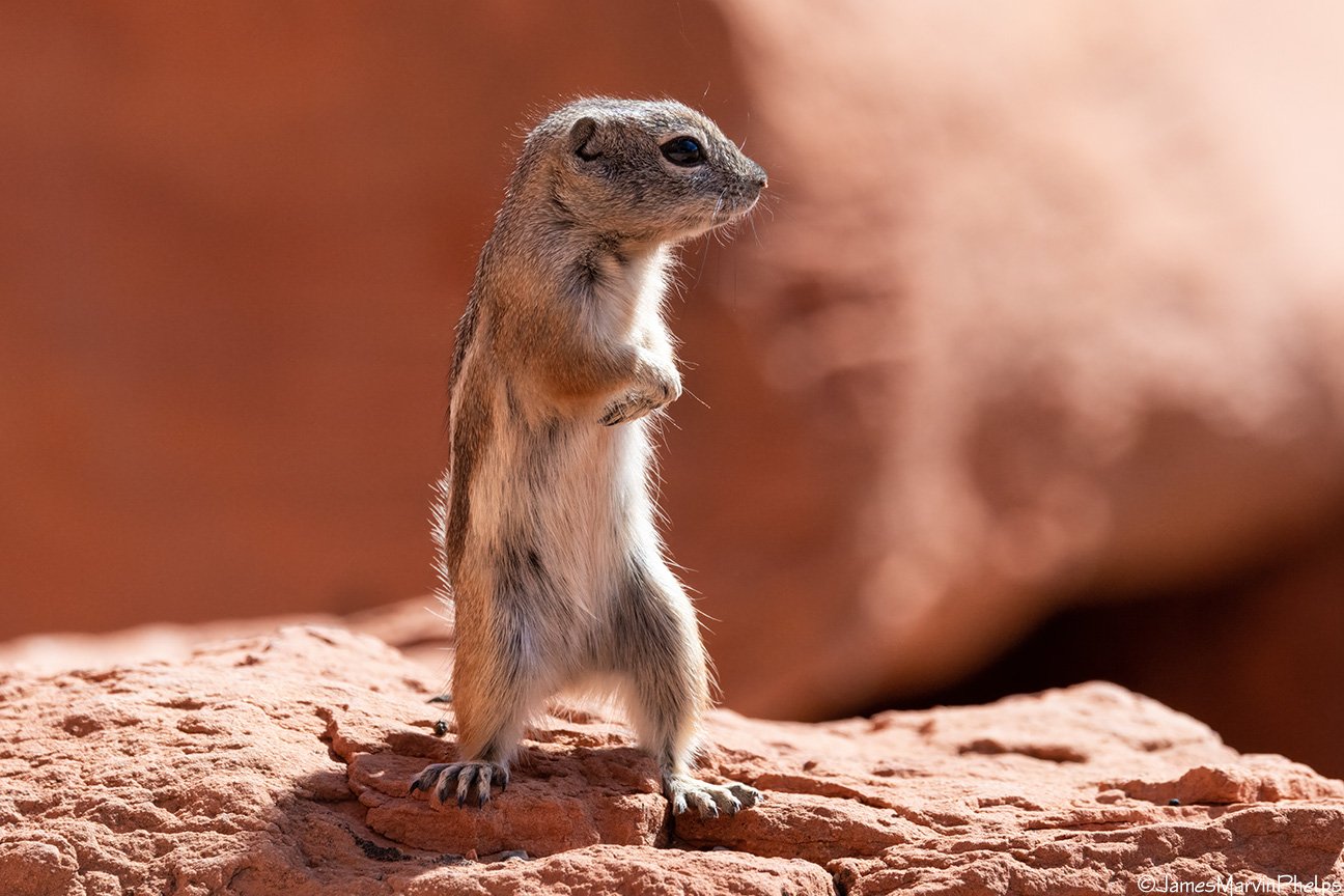 A white-tailed antelope squirrel (Ammospermophilus leucurus) in Mojave Desert. 
