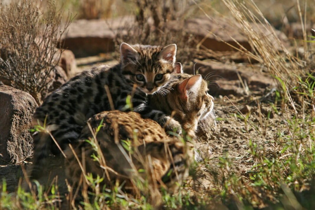 Africa’s smallest wildcat found using abandoned rodent burrows to raise