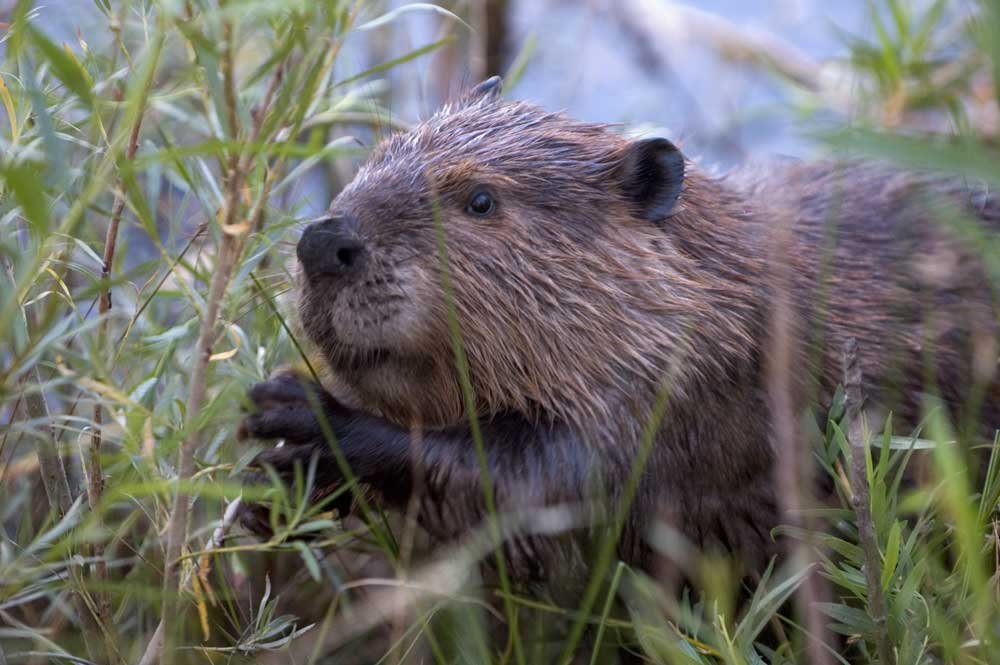 Beavers flourish in tidal habitats in the Pacific Northwest, study