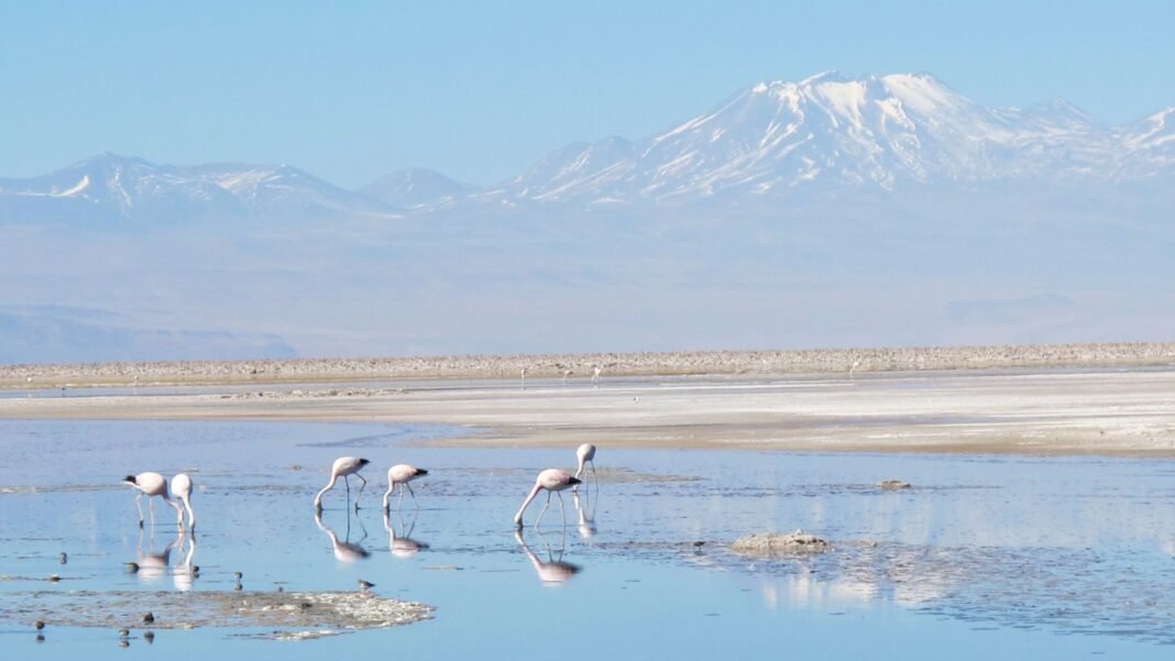 Can ‘fog harvesting’ help solve water scarcity in Chile’s Atacama