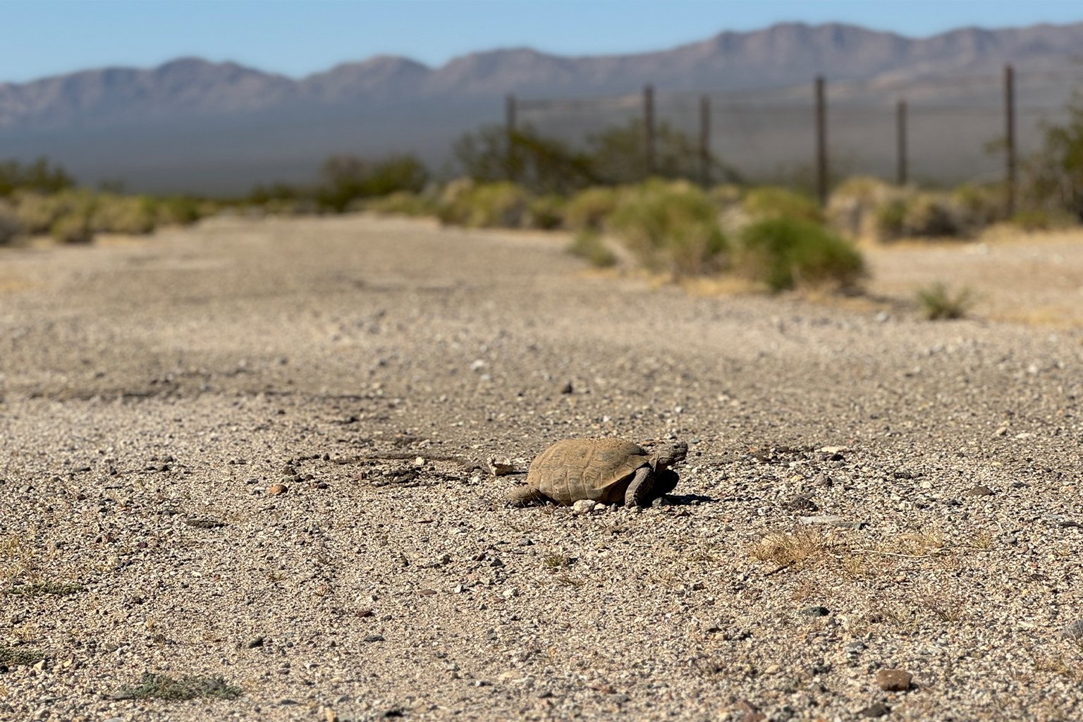 A desert tortoise in Mojave Desert. Image courtesy of Kayla Thompson/Mojave Desert Land Trust.