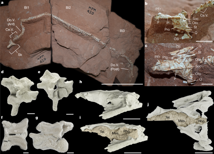 Exceptional brain and ecological diversity in the earliest snakes