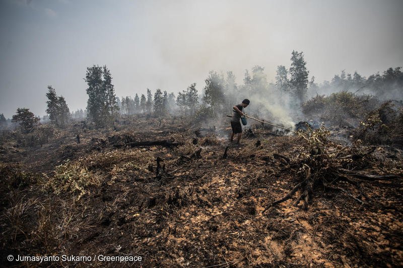 Indonesia shows elevated fire hotspot activity in 2026 as super El Niño threat looms 5 A Dayak Ngaju tribe man tries to extinguish fire on burning peatland in Mantangai, Central Kalimantan.