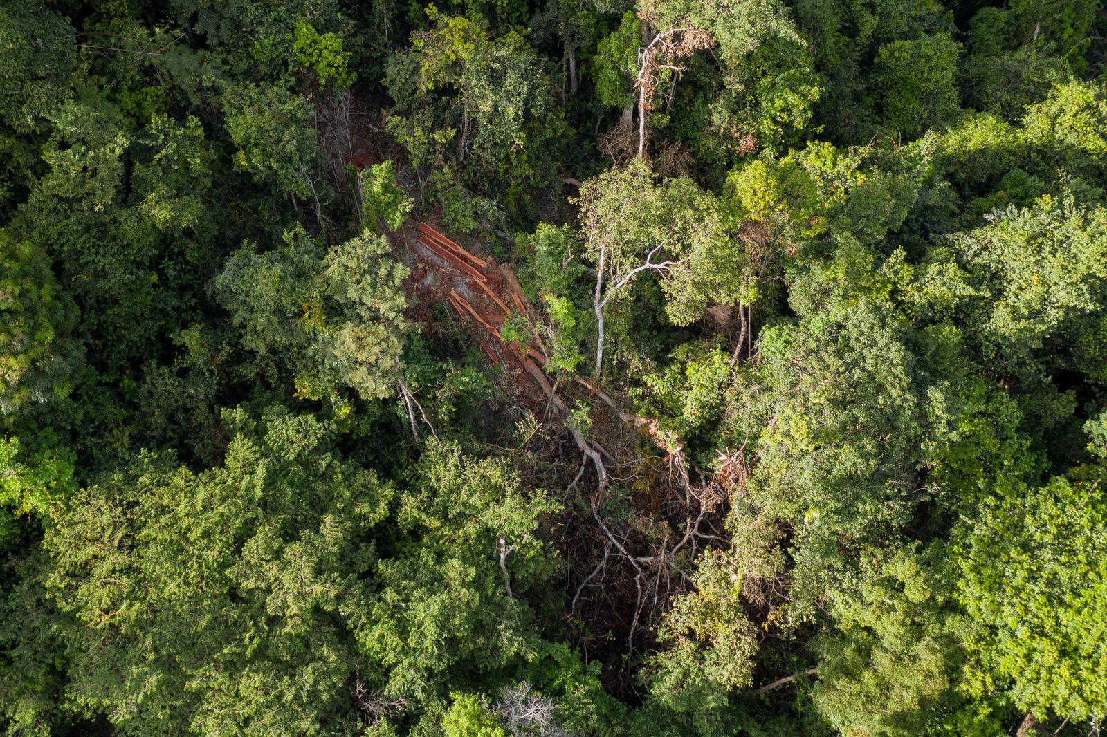 A recently logged tree high up in the Cardamom Mountains.
