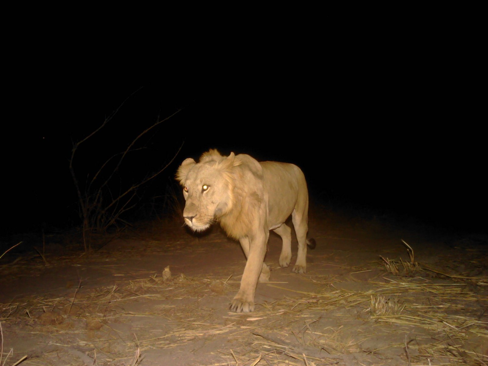 A male lion photographed in Pendjari National Park during the camera trap survey. 