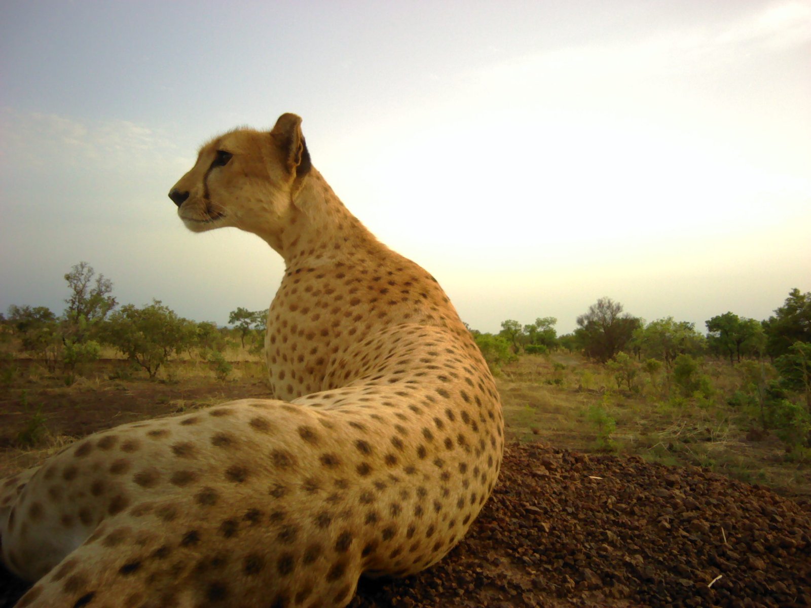 A critically endangered Northwest African cheetah in Pendjari National Park, in 2019. A recent study found that Pendjari remains a core area for cheetahs, though the population is "worryingly small." Image courtesy of ZSL-CCI/Panthera/IUCN Cat SG/APN.