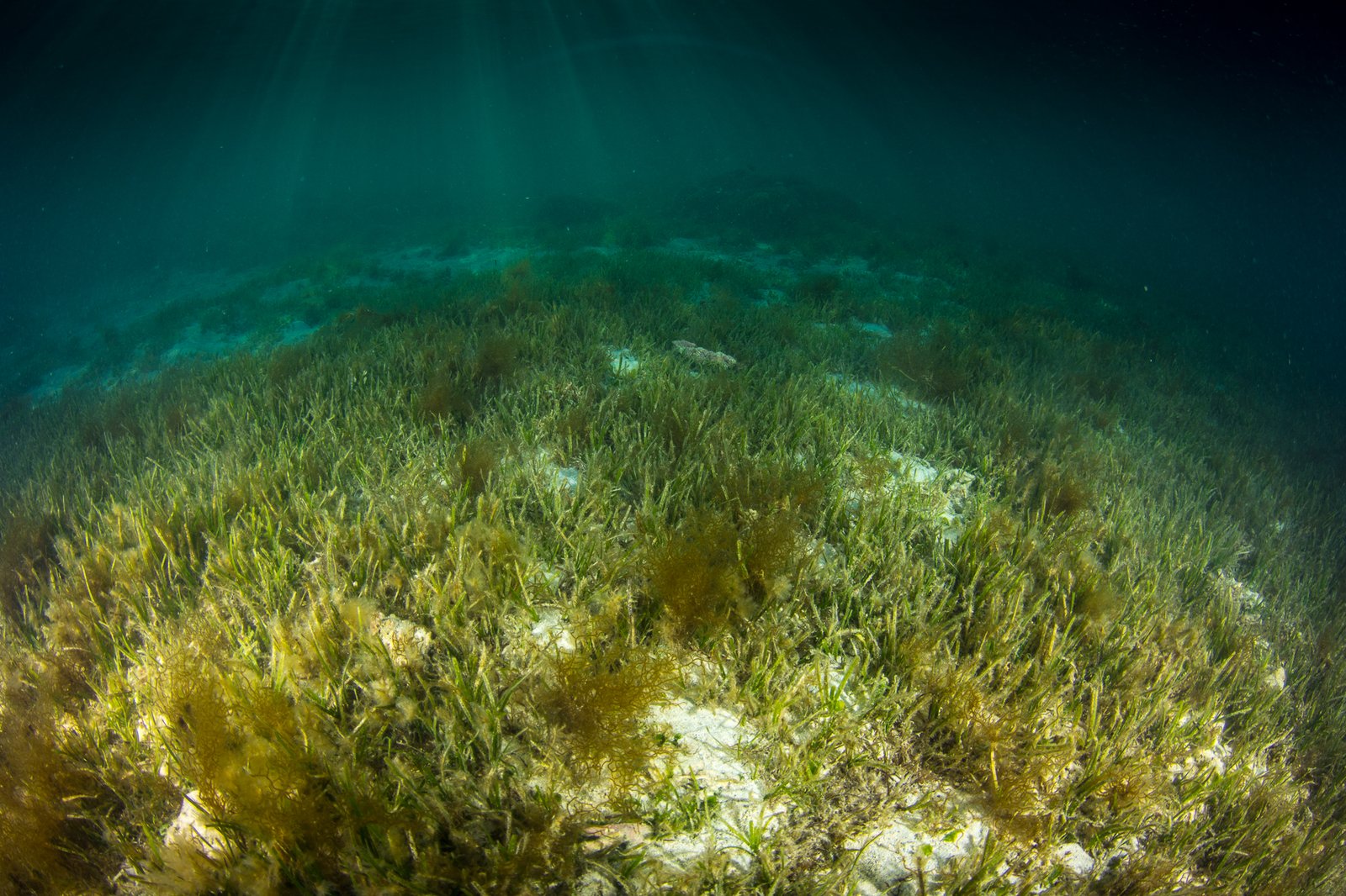 Australia’s seagrass meadows under pressure as climate change turns up the heat 5 Seagrass meadow near Lord Howe Island, Australia. Because of their ecological and economic importance, RMIT’s Peter Macreadie argues that meadows be seen as “critical natural infrastructure” and not merely only a conservation issue. Image by Matt Curnock / Ocean Image Bank.
