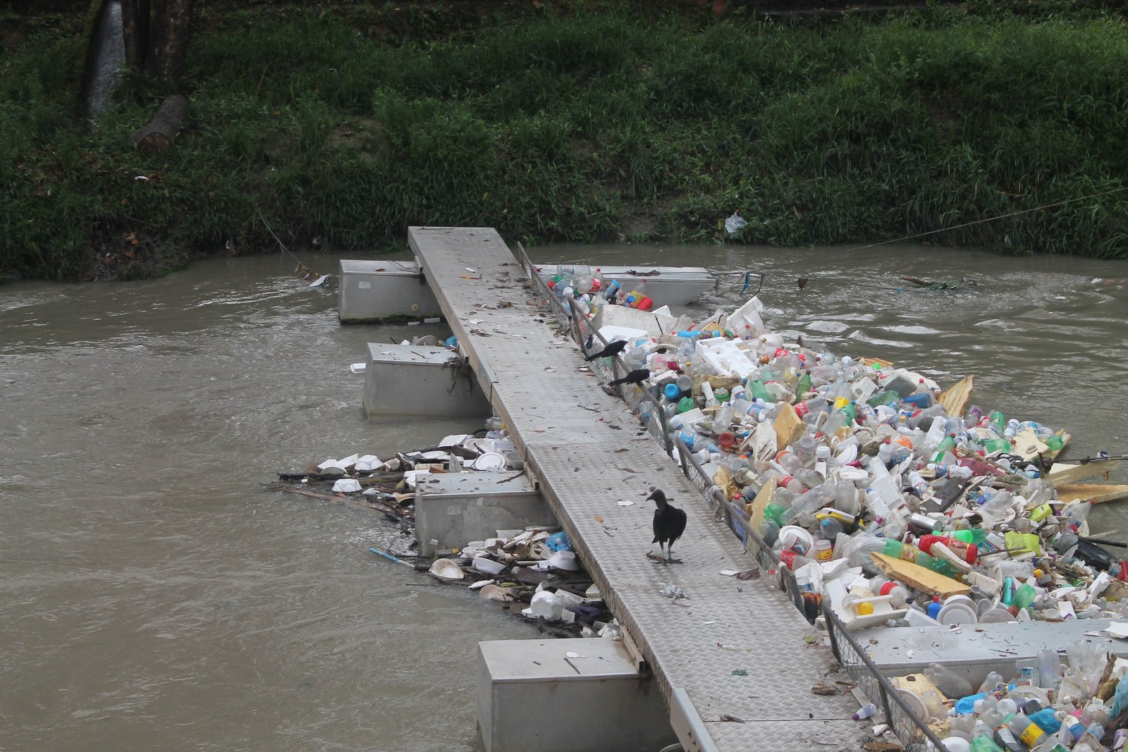 From rivers to mangroves, microplastics are contaminating the Amazon 3 Implementada em 2024 ecobarreira no igarape do mindu retem lixo plastico impedindo que ele chegue ao