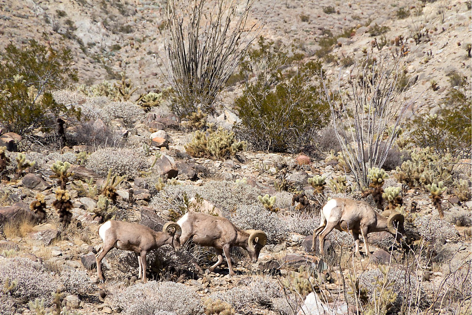 Bighorn sheep in Mojave Desert. 